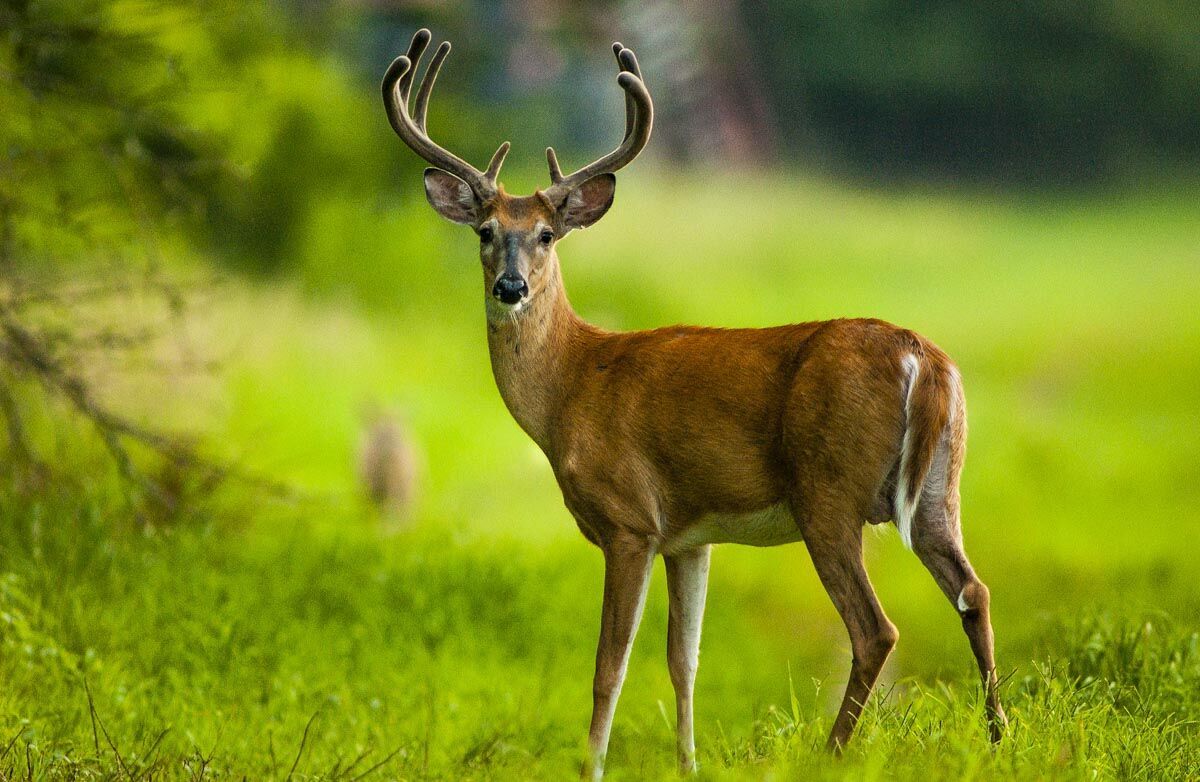 White-tailed buck